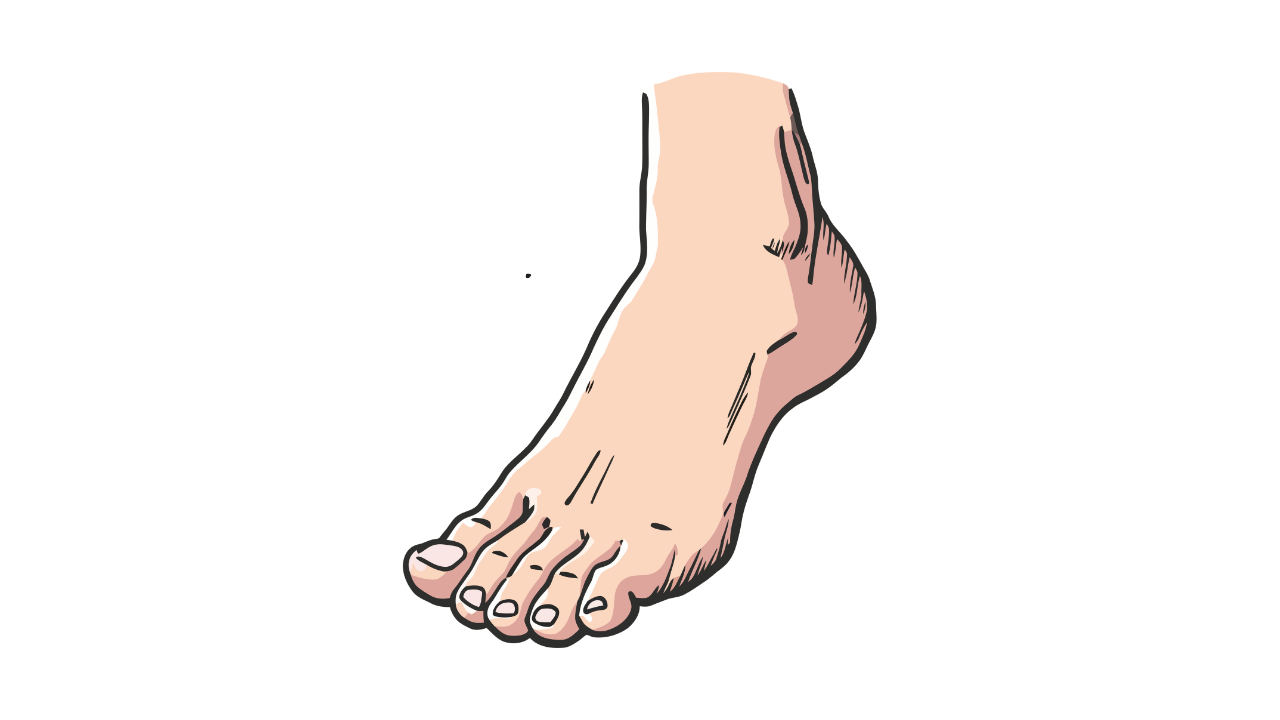 Foot